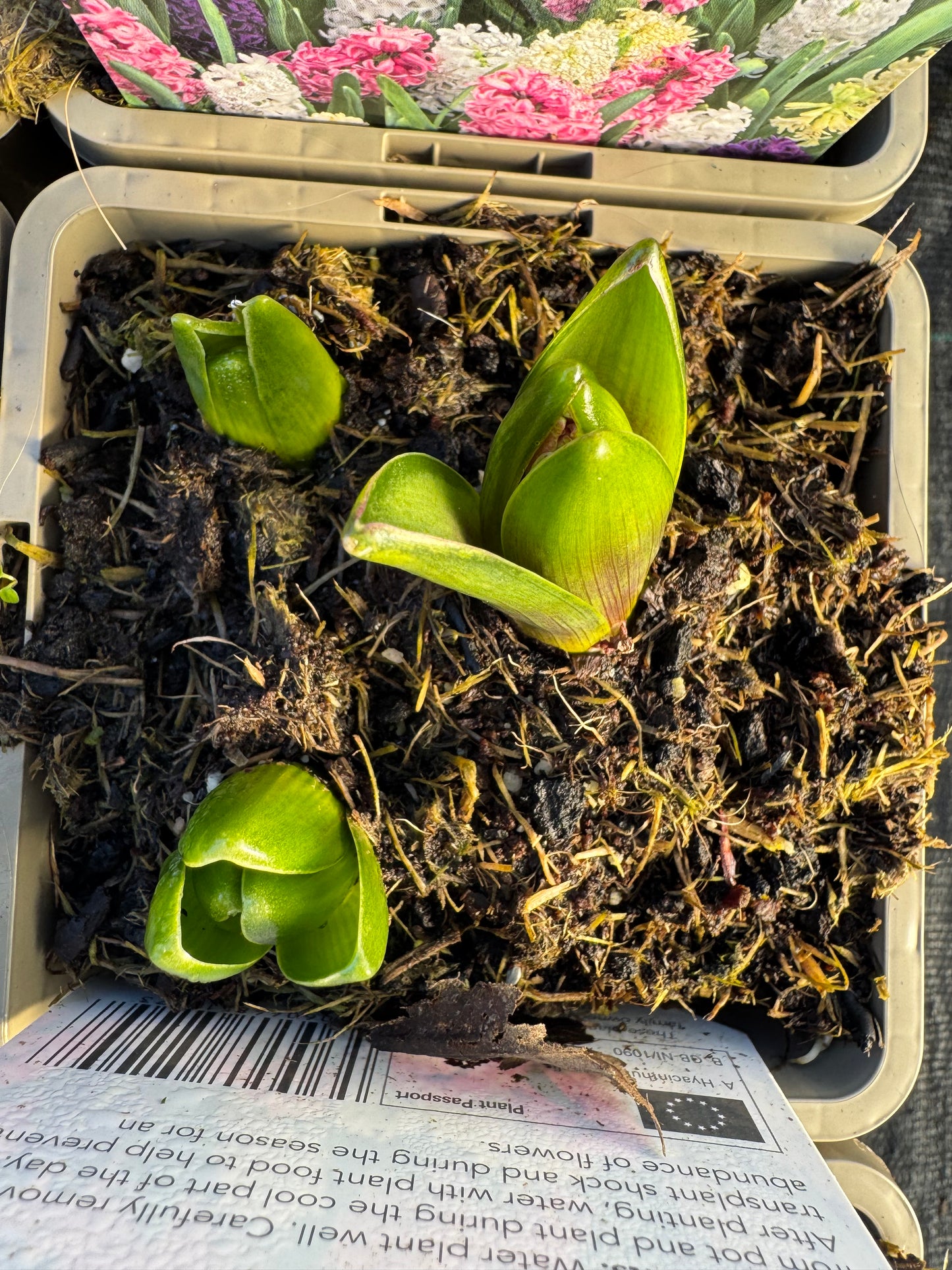 x2 Hyacinth Mixed Plants 13cm/1Litre