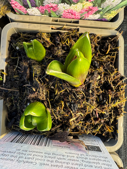 x2 Hyacinth Mixed Plants 13cm/1Litre