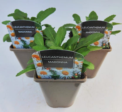 x2 Leucanthemum Madonna 13cm/1 Litre