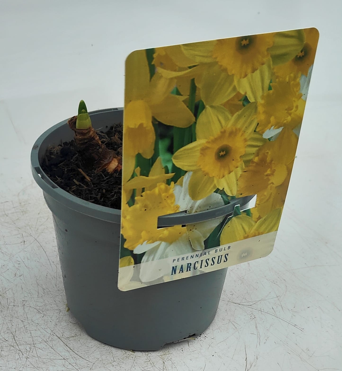 x2 Narcissus Daffodil Mix Plants 13cm/1Litre