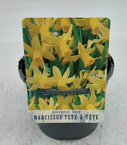 x2 Narcissus Daffodil Tete a Tete Plants 13cm/1Litre