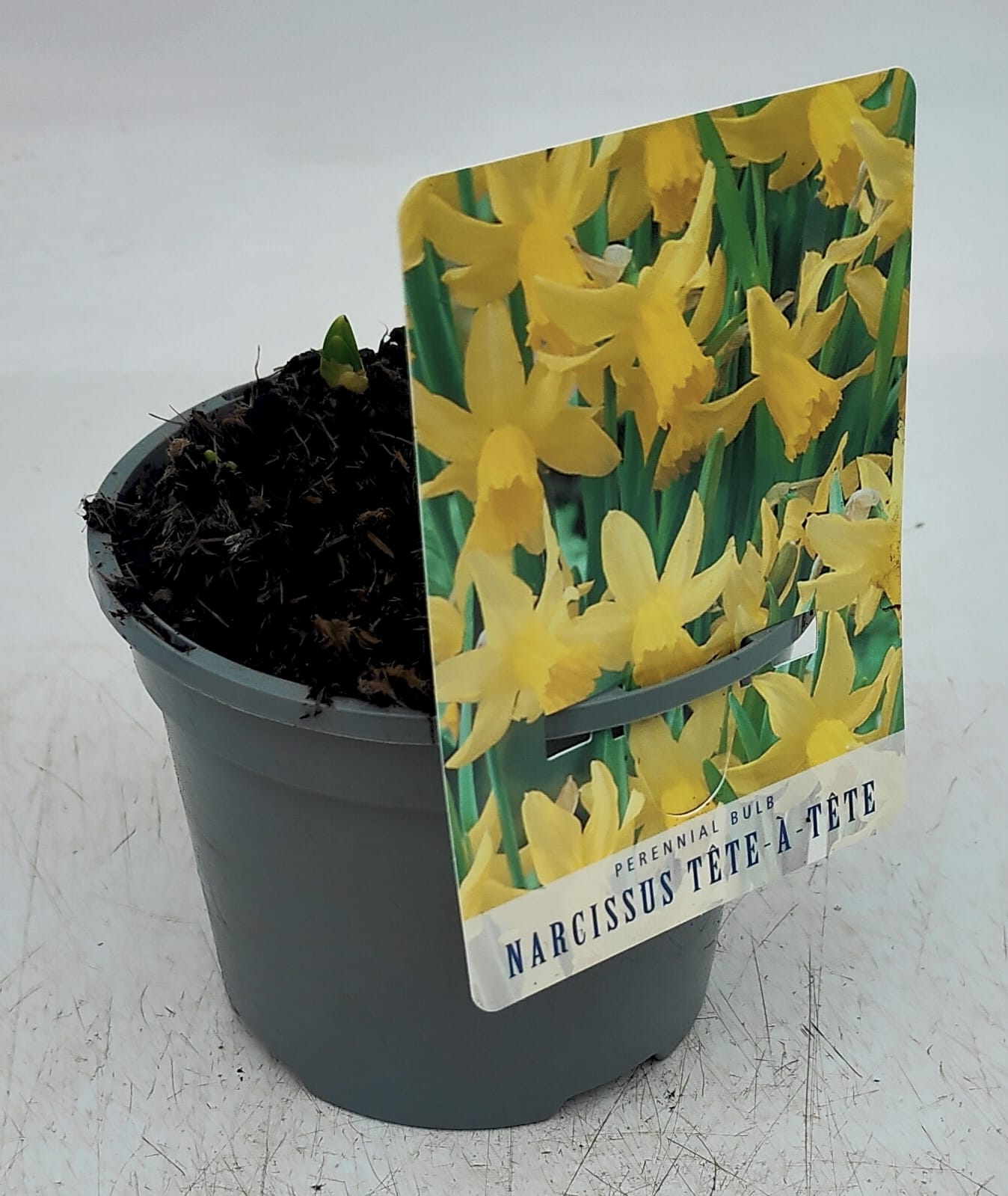 x2 Narcissus Daffodil Tete a Tete Plants 13cm/1Litre