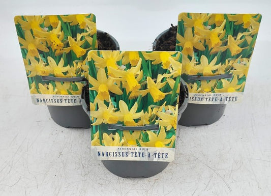 x2 Narcissus Daffodil Tete a Tete Plants 13cm/1Litre