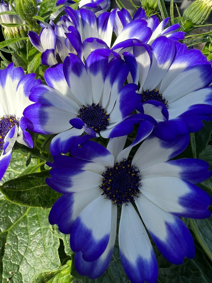 x2 Cineraria Star Wars Mix - 1Litre/13cm