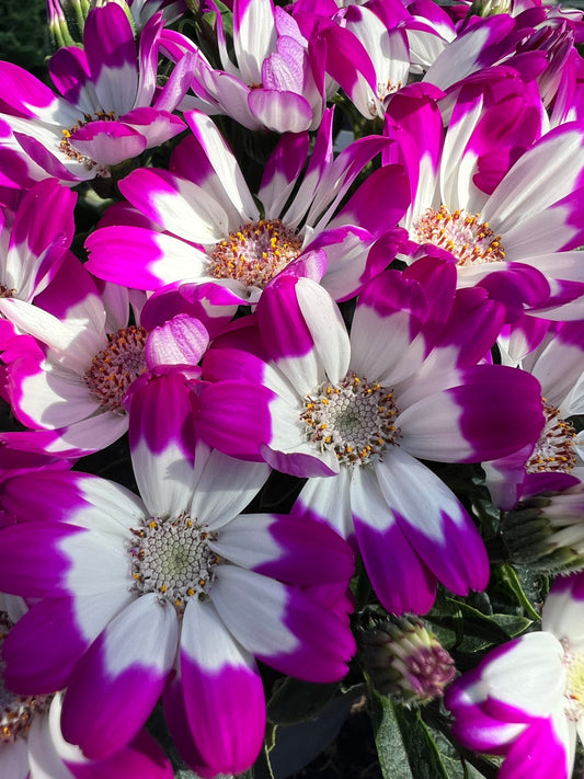 x2 Cineraria Star Wars Mix - 1Litre/13cm