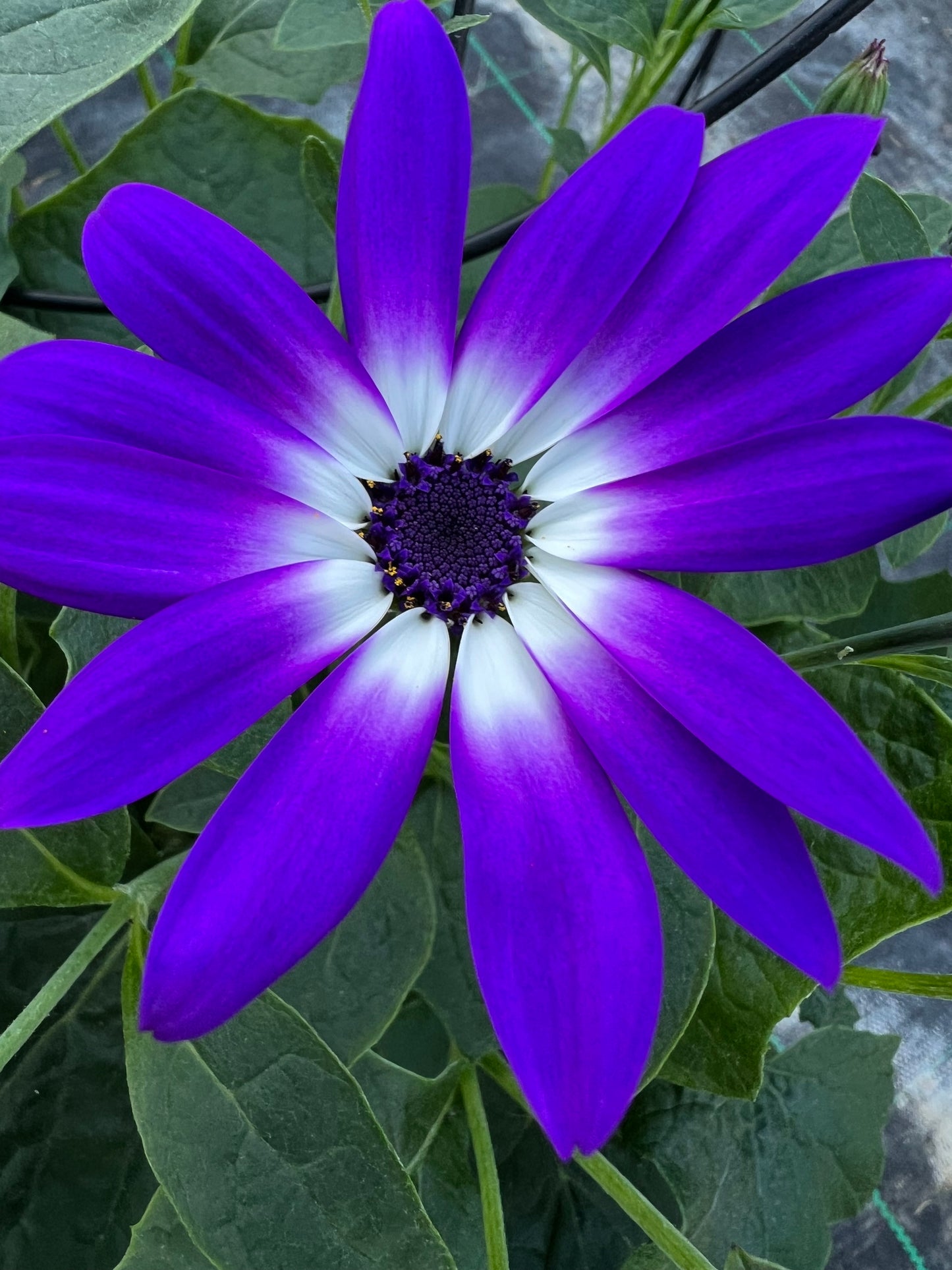 x1 Senetti Violet Bicolour 17cm/2Litre