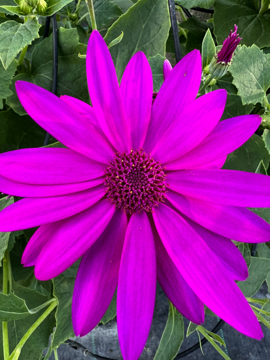 x1 Senetti Magenta 17cm/2Litre