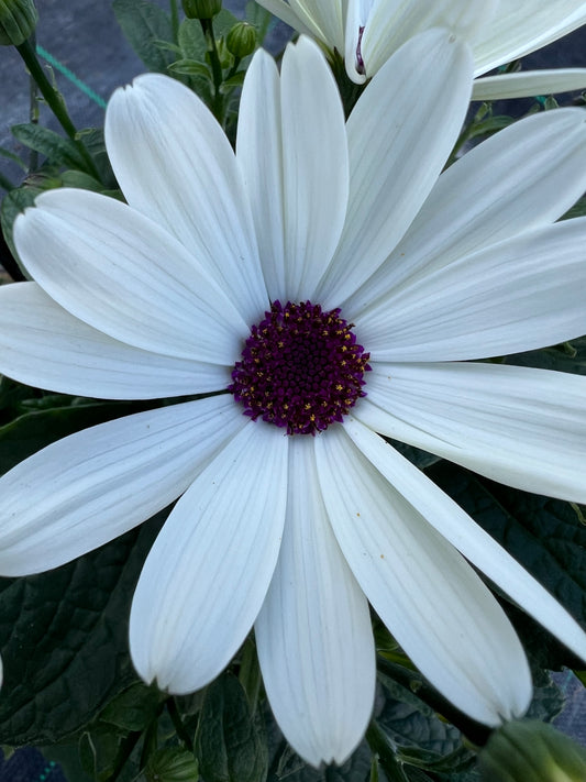 x1 Senetti White 17cm/2Litre
