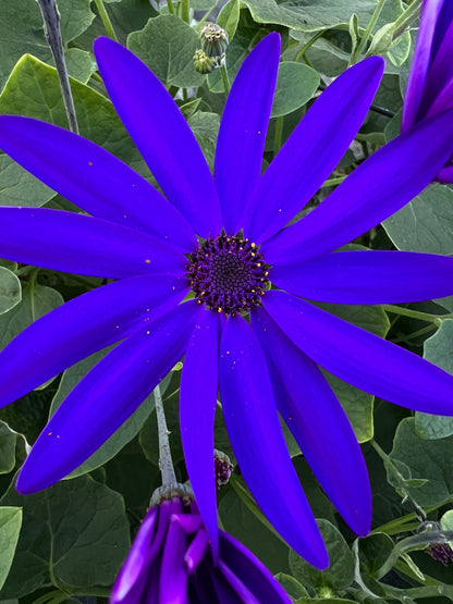 x1 Senetti Blue - 17cm/2Litre