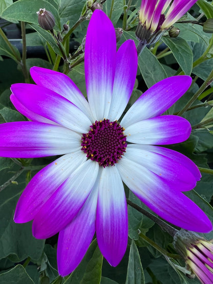 x1 Senetti Magenta Bicolour 17cm/2Litre