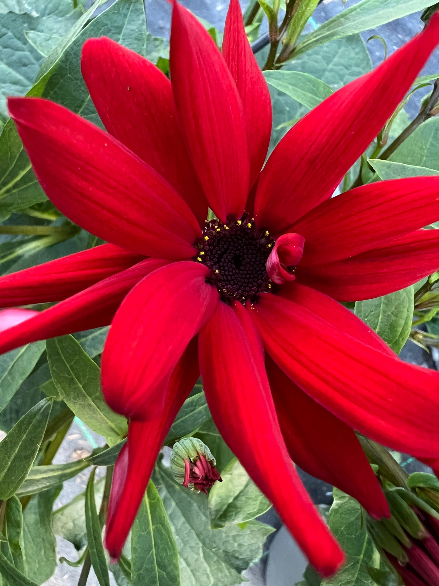 x1 Senetti Red 17cm/2Litre