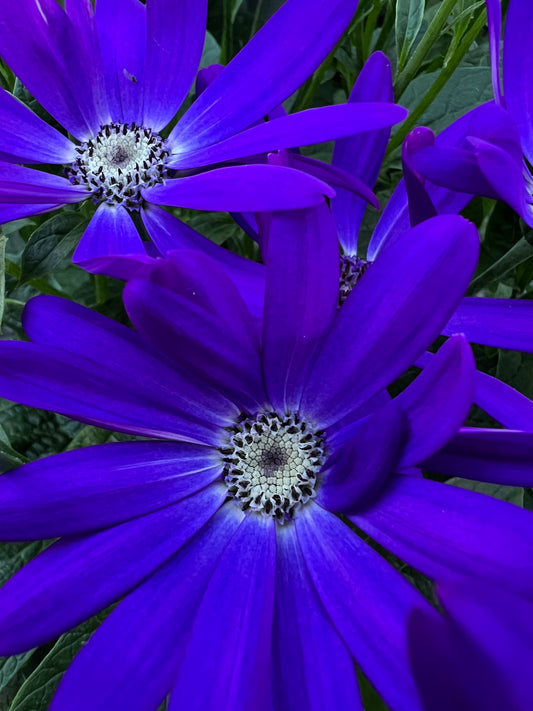 x1 Senetti Violet 17cm/2Litre
