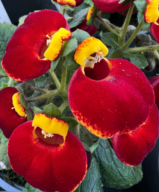 x1 Calceolaria Calynopsis Red - 17cm/2Litre