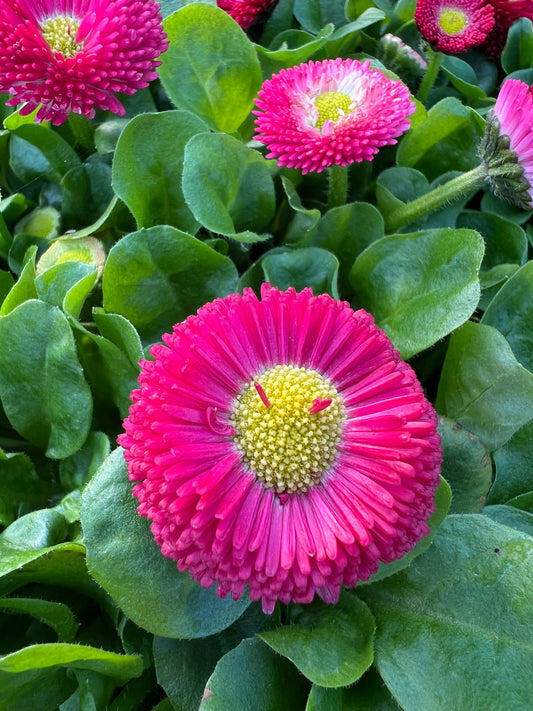 x2 Bellis Speedstar Rose - 13cm/1 Ltr pots