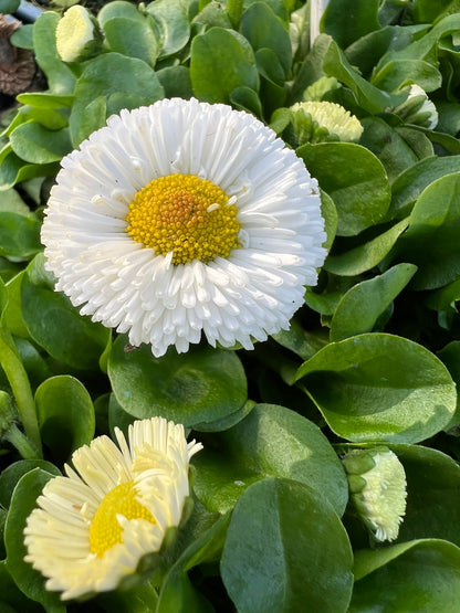 x2 Bellis Speedstar White - 13cm/1 Ltr pots