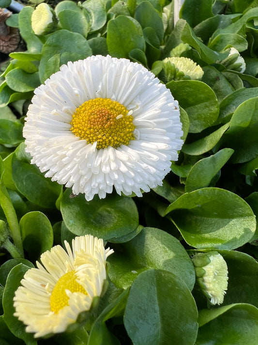 x2 Bellis Speedstar White - 13cm/1 Ltr pots