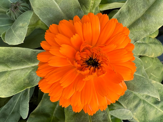 x2 Calendula Fiesta Orange 13cm/1 Litre