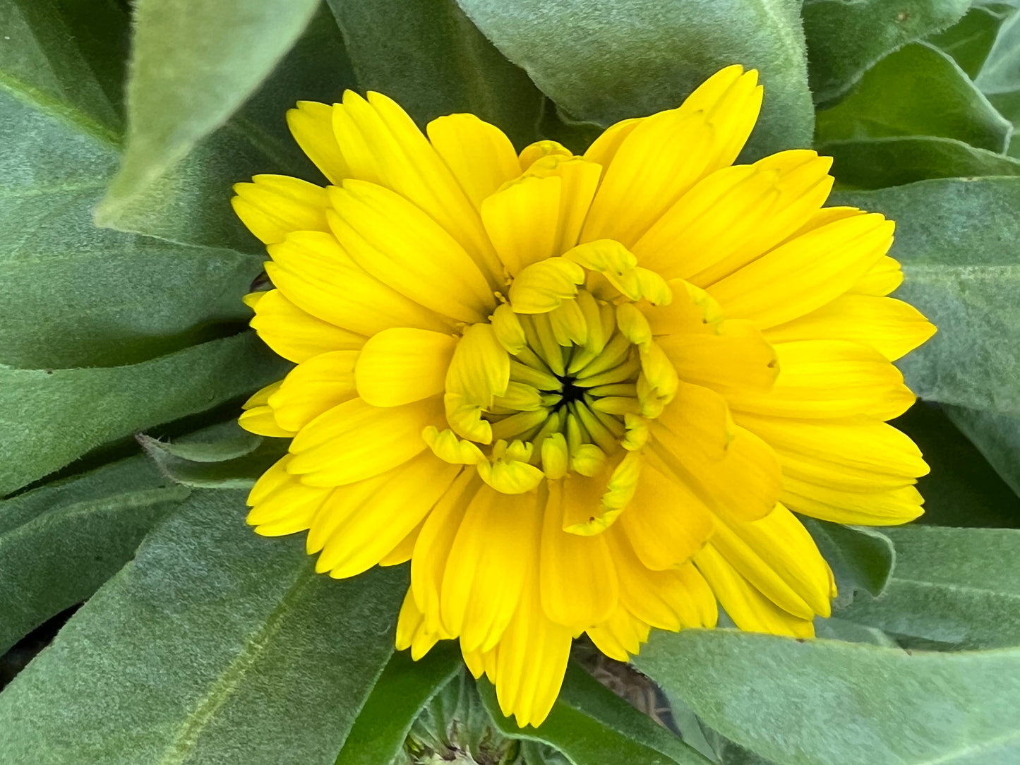 x2 Calendula Fiesta Yellow 13cm/1 Litre