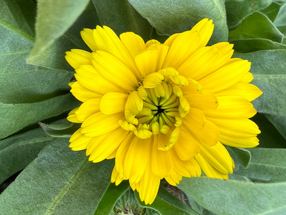 x2 Calendula Fiesta Yellow 13cm/1 Litre