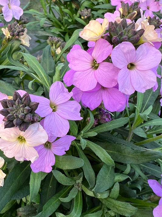 x1 Erysimum Poem Lavender- 17cm/2Litre