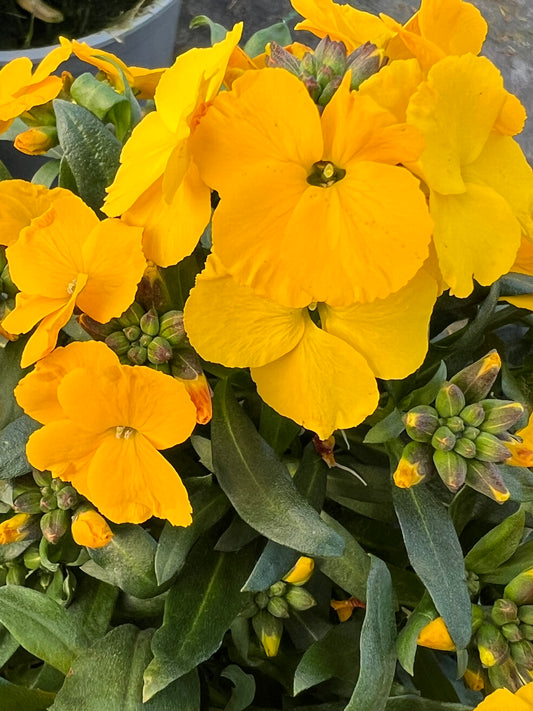 x1 Erysimum Winter Power - 17cm/2Litre