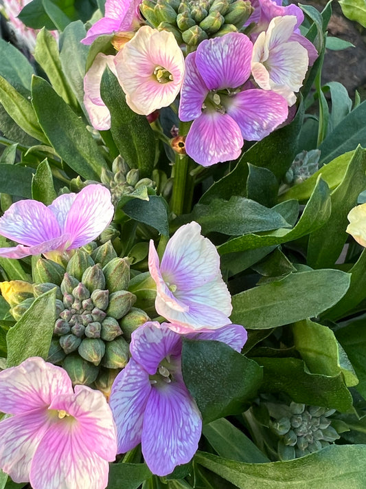 x1 Erysimum Winter Charme 17cm/2Litre