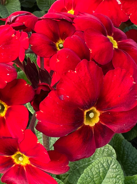 x3 Primula Polyanthus Stella Scarlet Pimpernel 10.5cm