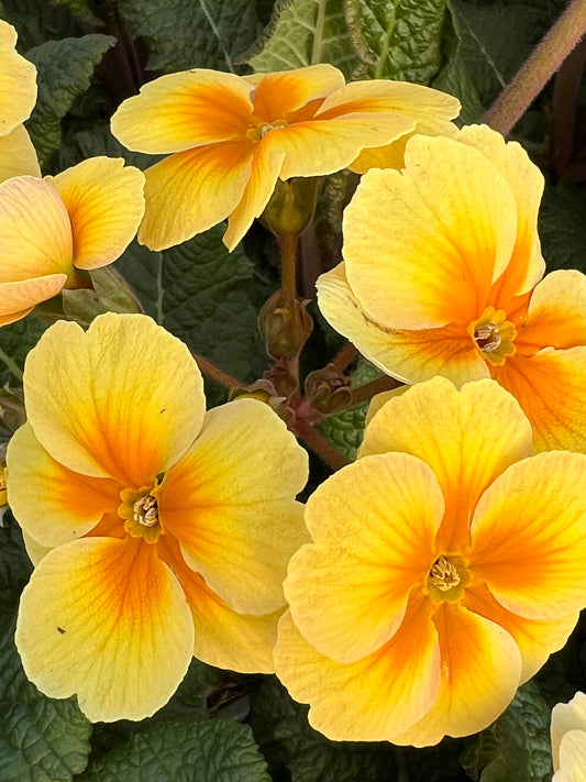 x3 Primula Polyanthus Stella Lunar Gold 10.5cm