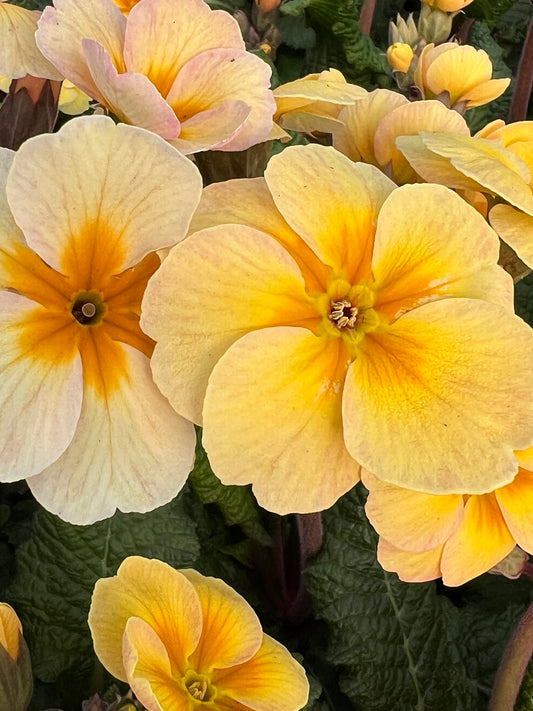 x3 Primula Polyanthus Stella Champagne 10.5cm