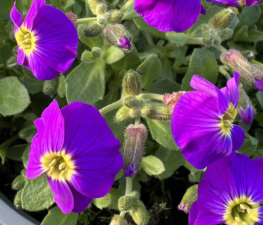 x2 Aubrieta Violet with Eye 13cm/1Litre