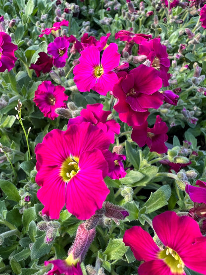 x2 Aubrieta Axcent Burgundy 13cm/1Litre