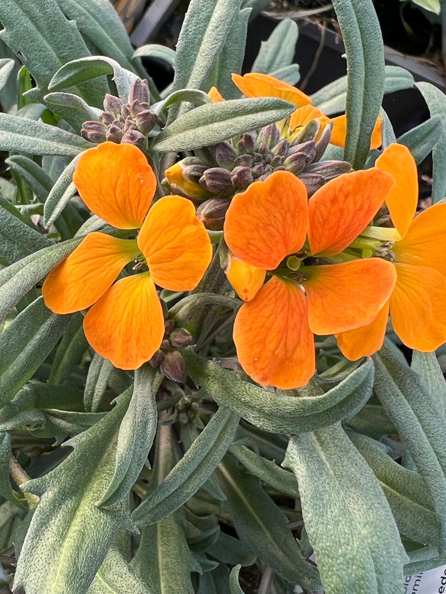 x2 Erysimum Cheers Florange 13cm/1 Litre