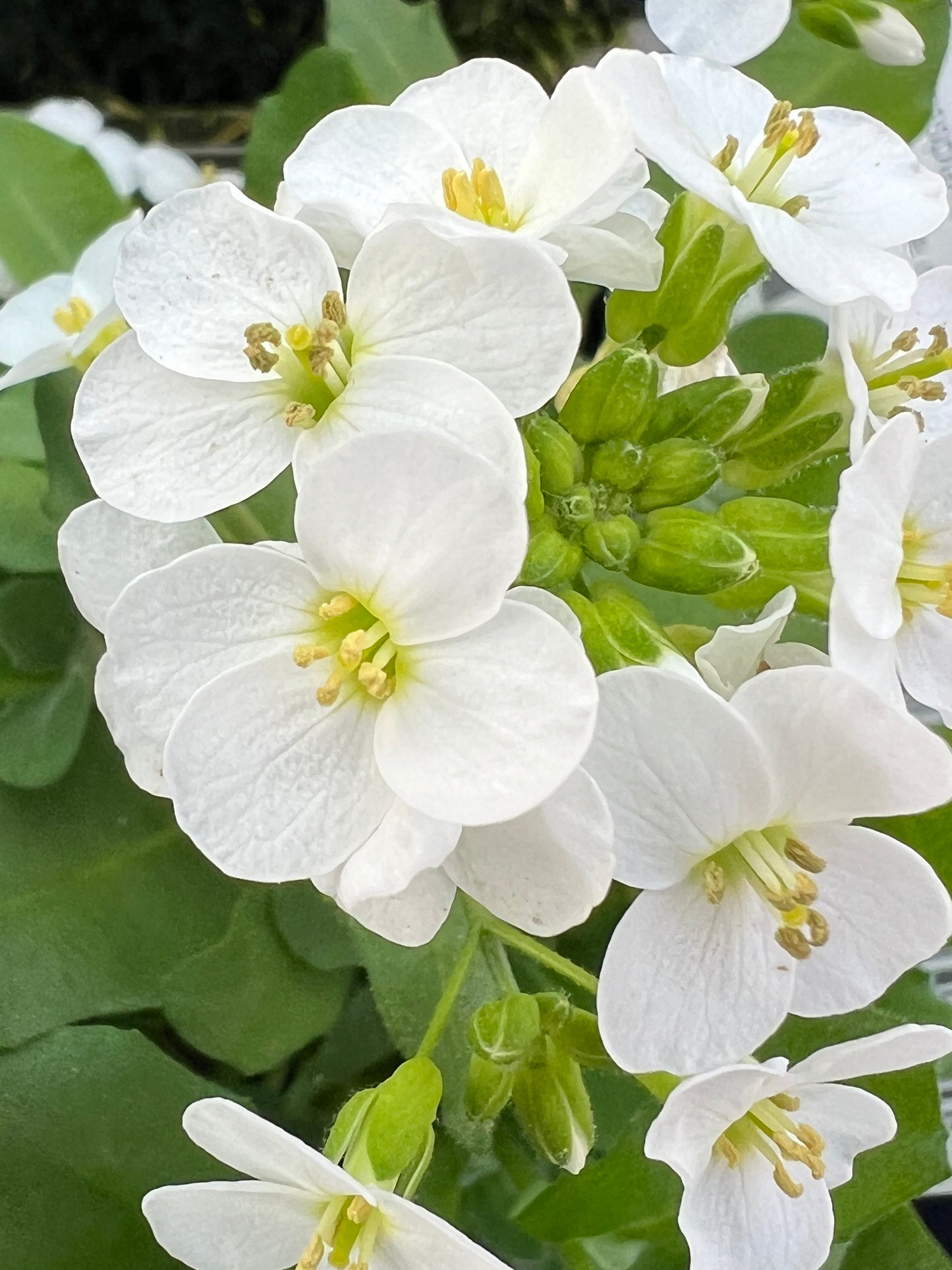 x2 Arabis Little Treasure White 13cm/1 Litre