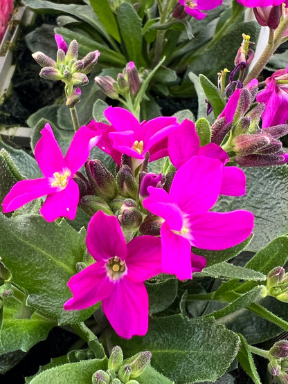 x2 Arabis Rose Delight 13cm/1 Litre
