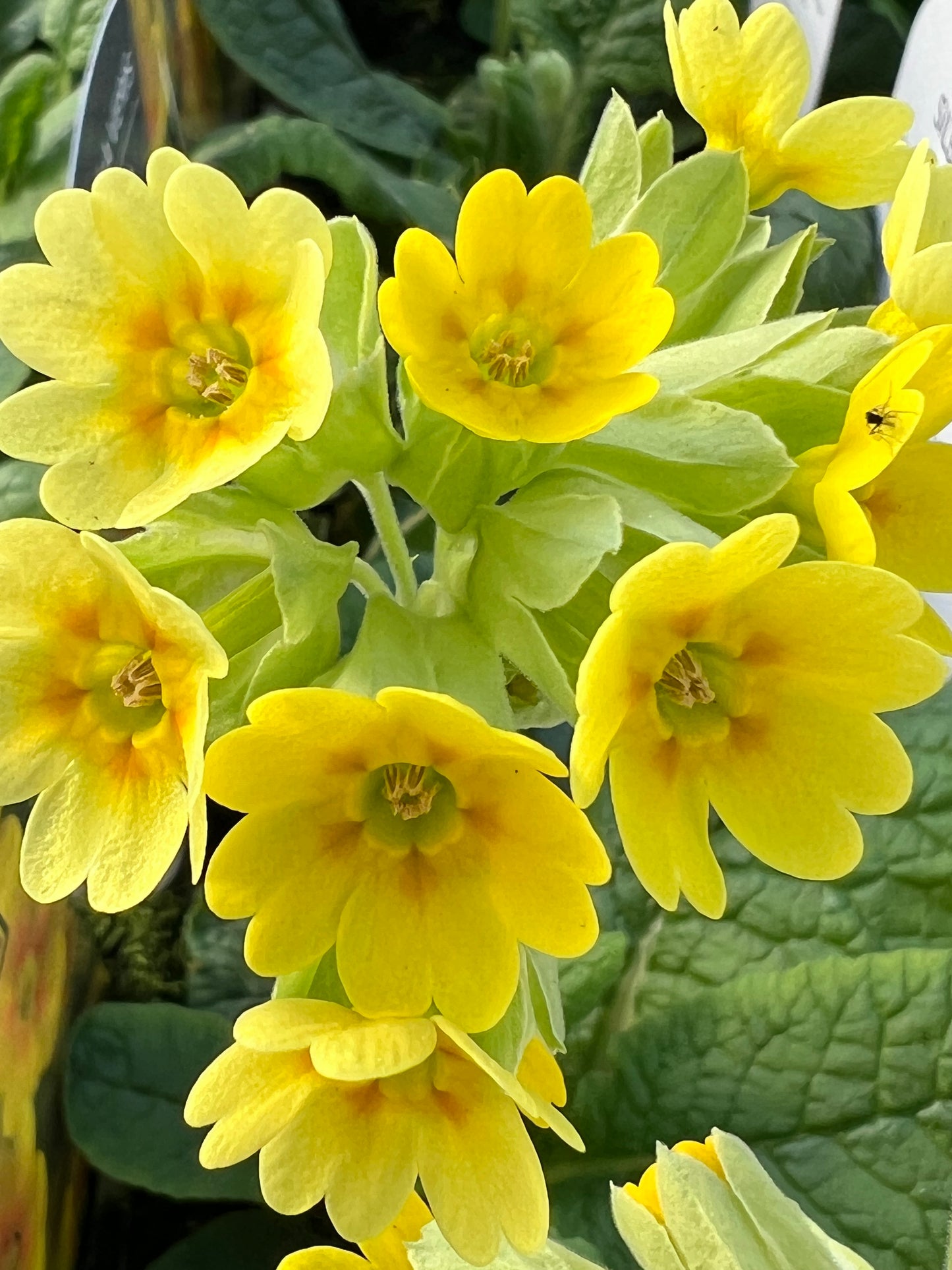 x2 Primula Cabrillo Yellow 13cm/1 Litre