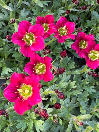 x3 Saxifraga Alpino Red 10.5cm/9cm