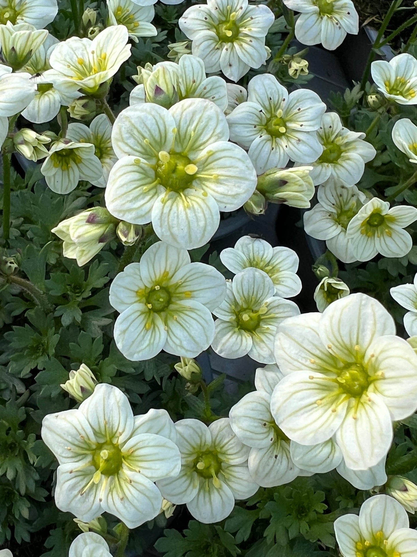 x3 Saxifraga Alpino White - 10.5cm/9cm