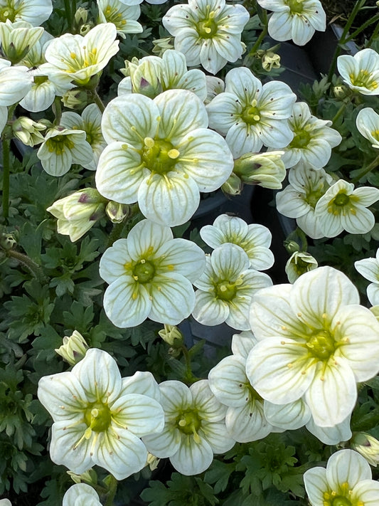 x3 Saxifraga Alpino White - 10.5cm/9cm