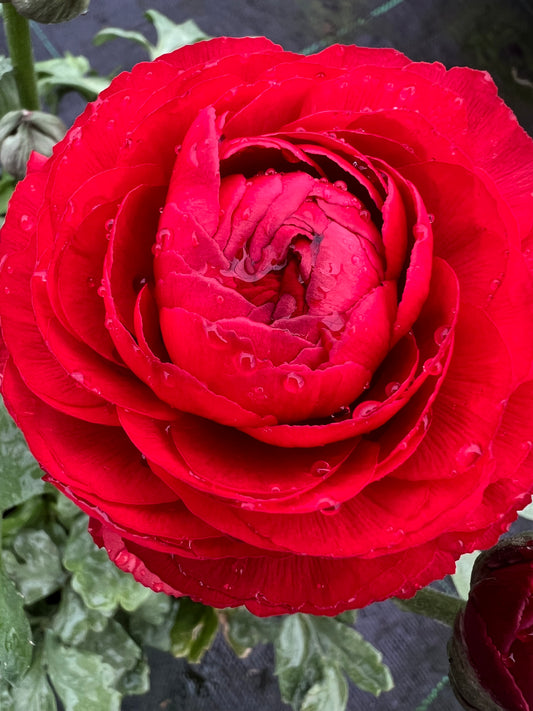 x1 Ranunculus Vortex Red 19cm/3Ltr