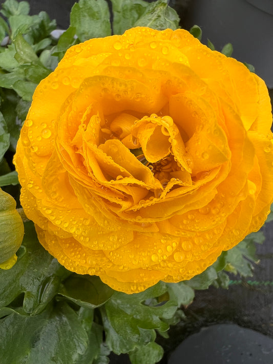 x1 Ranunculus Vortex Yellow 19cm/3Ltr