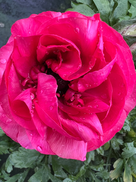 x1 Ranunculus Vortex Rose 19cm/3Ltr