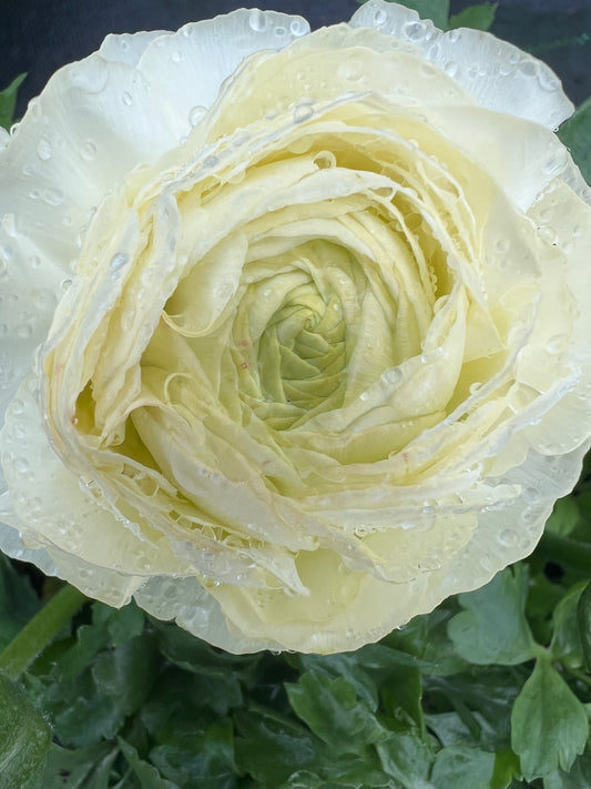 x1 Ranunculus Vortex White 19cm/3Ltr
