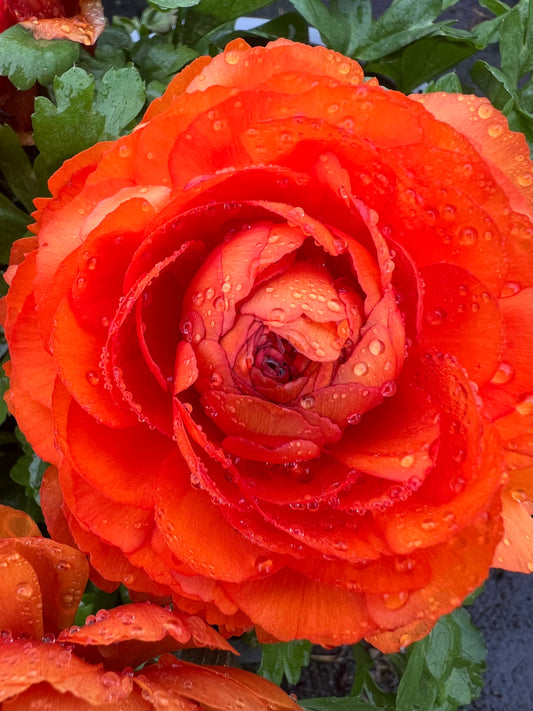 x1 Ranunculus Vortex Orange 19cm/3Ltr