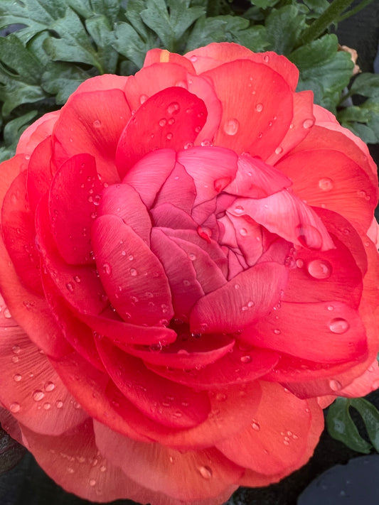 x1 Ranunculus Vortex Pink Peach 19cm/3Ltr