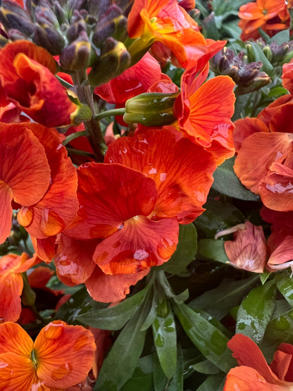 x1 Erysimum Winter Spice 17cm/2Litre