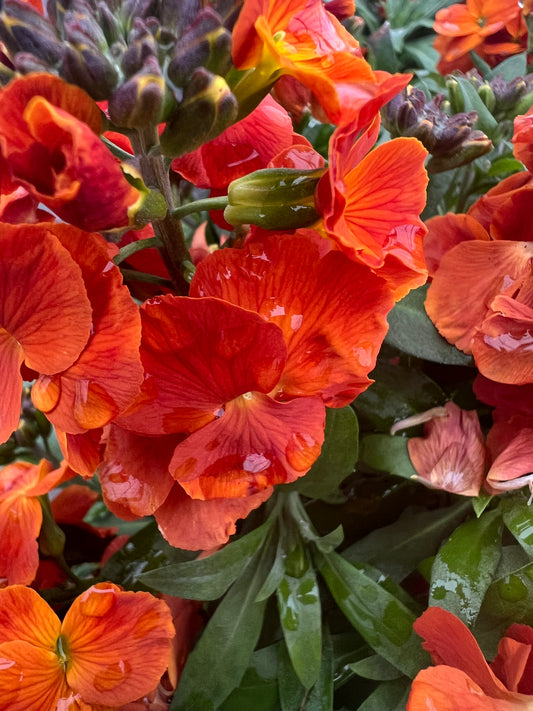 x1 Erysimum Winter Spice 17cm/2Litre