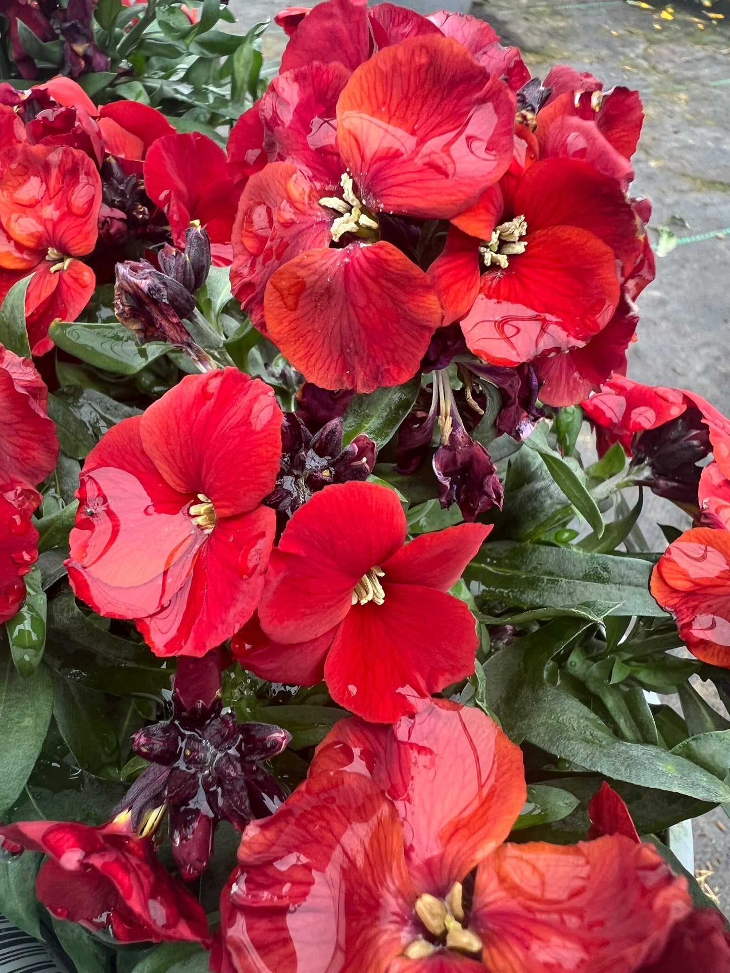 x1 Erysimum Winter Flame 17cm/2Litre