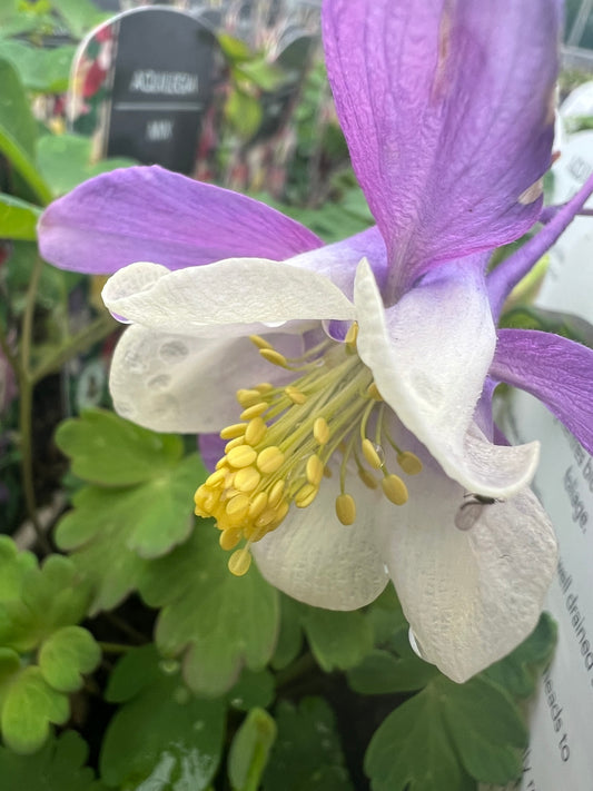 x2 Aquilegia Earlybird Mix 13cm/1 Litre