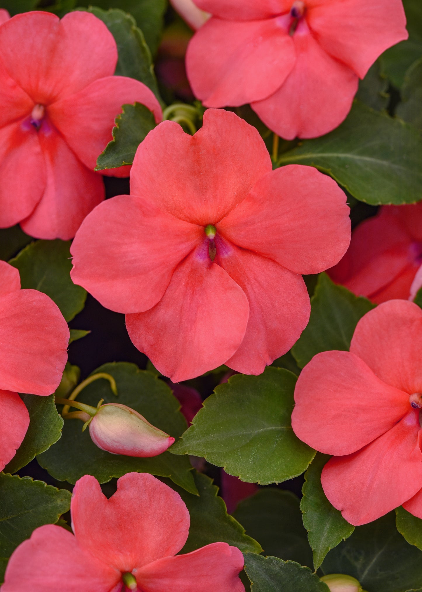x10 Impatiens Beacon Coral - XL Plug Plants