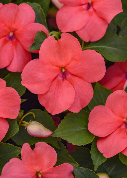 x10 Impatiens Beacon Coral - XL Plug Plants
